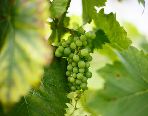 green grapes on the vine