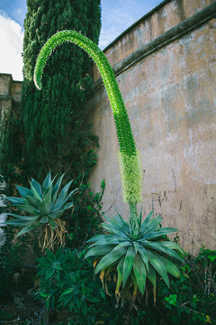 Exotic Plants: Fox Tail Agave (Agave Attenuata) on a park in Vejer, Spain