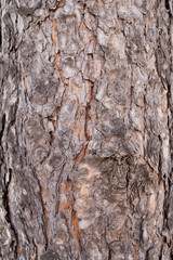 Texture of coniferous tree bark. Plant, forest.