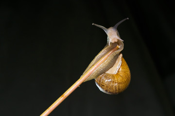 snail on branch and dark green background