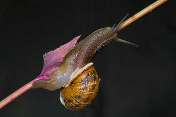 snail on branch and dark green background