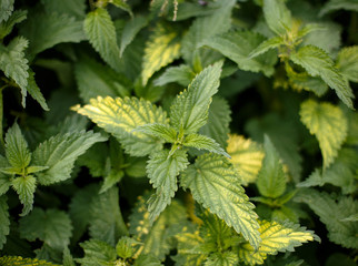 Stinging nettle in the garden. Urtica dioica