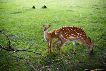 Baby deer and mother