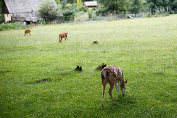 Deers in the zoo on the green grass.
