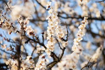 flowering apricot tree at spring