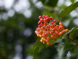 red viburnum berries ripen on a branch
