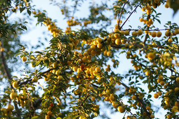 Branches with ripe yellow cherry plum fruit.