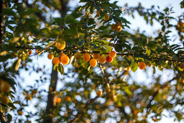 Branches with ripe yellow cherry plum fruit.