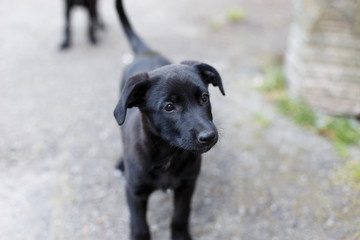 Two little homeless dogs on the street.