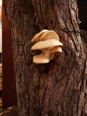 mushrooms on wood