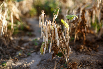 Dry kidney bean