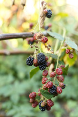 Blackberry fruit growing on branch