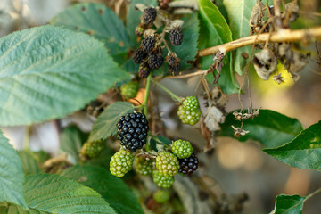 Blackberry fruit growing on branch