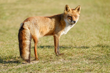 A magnificent wild Red Fox, the fox looks straight into the camera