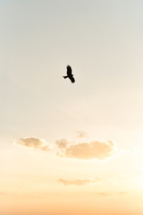 l'aigle