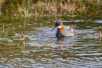 Phalarope à bec étroit