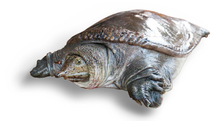 Soft turtle on a white background