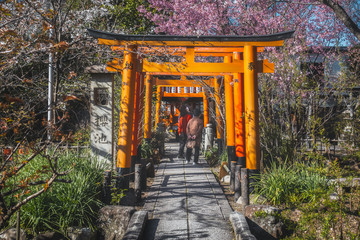 日本 京都 平野神社の桜と春景色