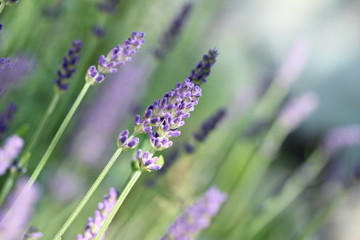 Lavendel