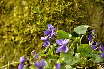 blue violets flowers in the moss
