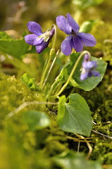 blue violets flowers in the moss