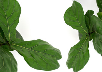 Scandinavian Decor style Plant Green Leaf.Fiddle Leaf Fig Tree.