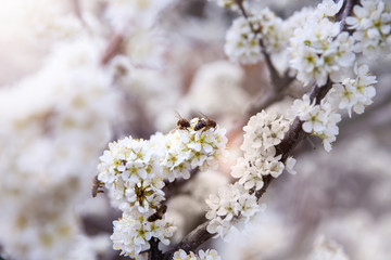 Beautiful white flowers of plums, cherries. Blooming gardens with flying bees. Spring floral Sunny white background.