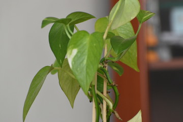 plant, green