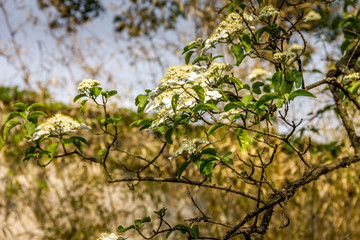 Cherry blossom during the spring