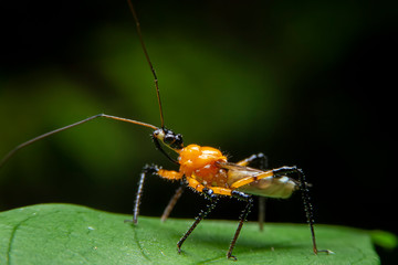 Close up of the Assassin bugs on green leaf in the garden. Macro of  Sycanus  collaris with blurred of green background. Orange bug in the forest.