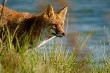 A magnificent wild Red Fox, hunting for food to eat in the long grass, water in background, headshot