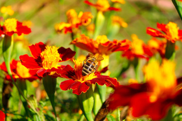 Bee with flower. The nature for all of us.