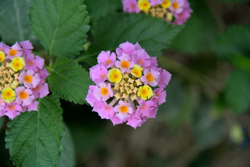 fiore