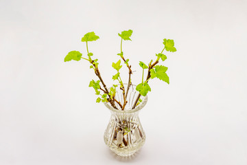 Sprigs of currant with green leaves in crystal vase isolated on white background
