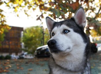 Husky breed dog portrait outdoors close up. Side view.