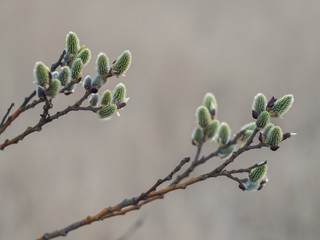 branch of a tree on white background
