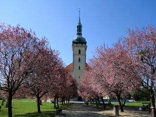 church between pink trees
