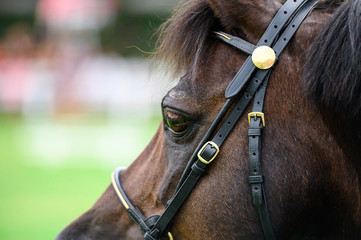 Detail portrait of brown horse.