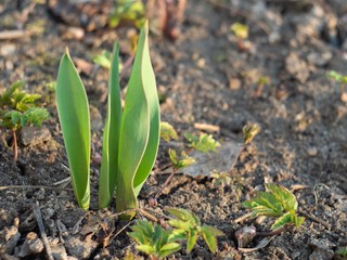 young plant in soil