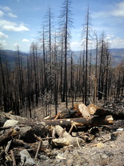 Burned down Forest panorama in America