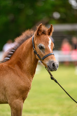 Portrait of chestnut foal on horse show.