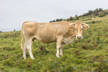 Charolais breed cow on a pasture. Livestock in France. Agricultural grounds. Eco milk and meat. Natural products. Breeding cream Charolese cows. Ecology of life. Cow farm.