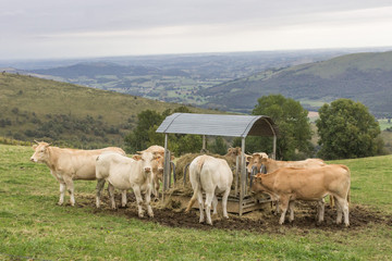 Charolais breed cow on a pasture. Livestock in France. Agricultural grounds. Eco milk and meat. Natural products. Breeding cream Charolese cows. Ecology of life. Cow farm.