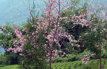 Cherry blossom looms across the area at Temi Tea Estate in South Sikkim. This is one of the most attractions for tourist where local communities organize Cherry Festival every year to promote the plac