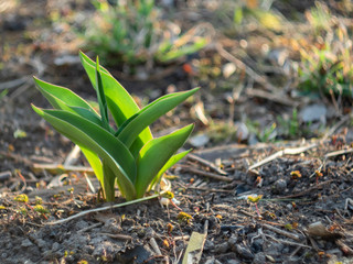 young plant in the garden