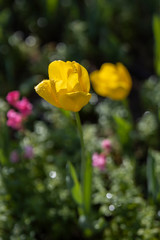 yellow tulips in the garden