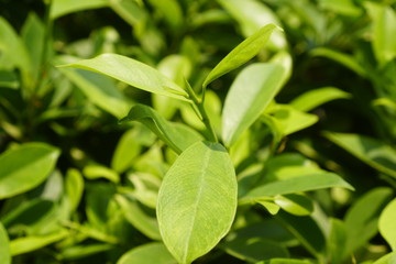 Close up nature view of green leaf on background in the garden.