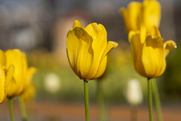 yellow tulips in the garden