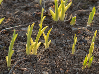 seedlings in soil