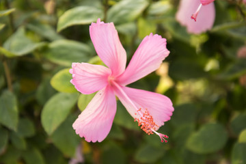 fiore